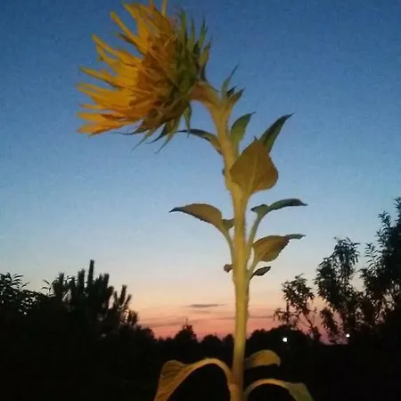 Le Triangle D'or Holiday home Gaillac
